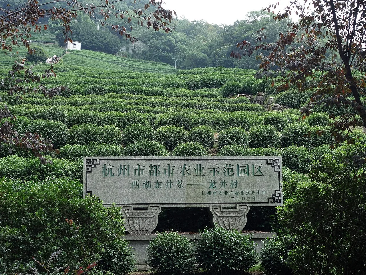 龙井村