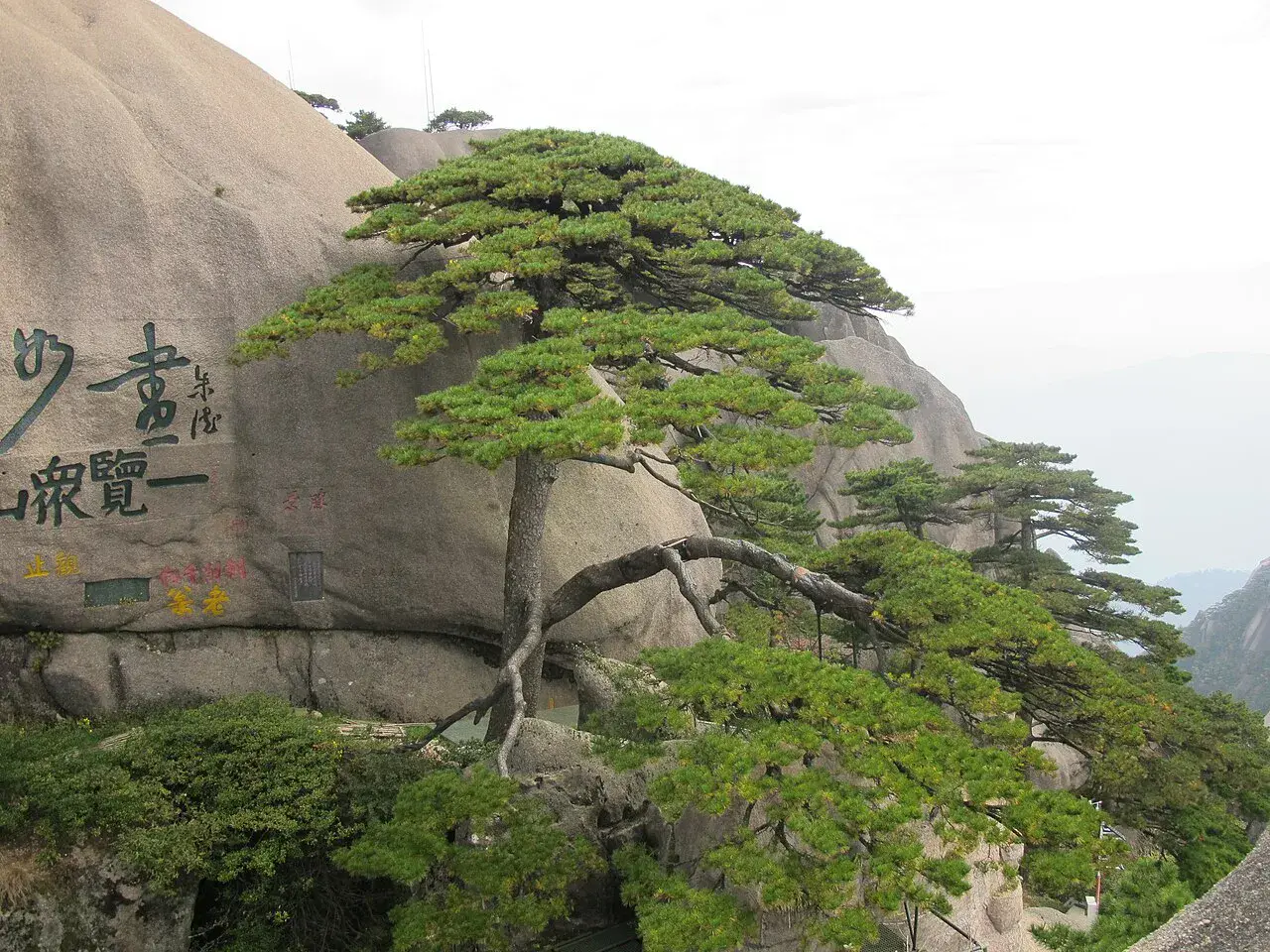 迎客松