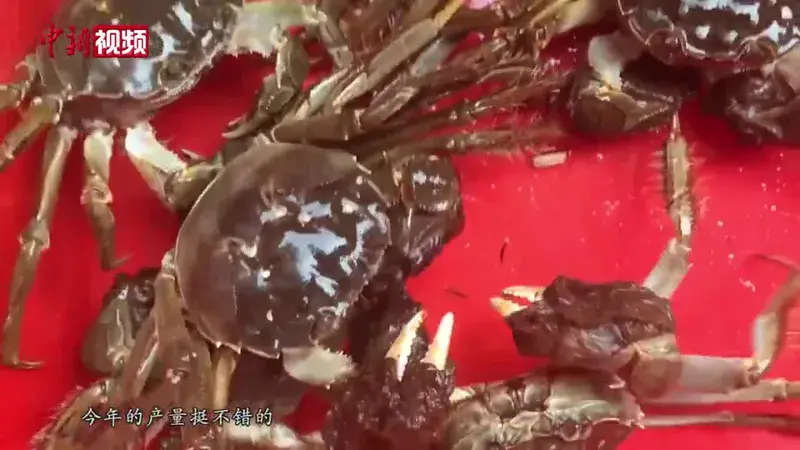Hairy Crab (Dazha Crab)